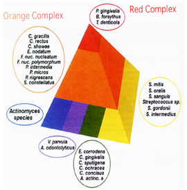 歯周病の原因となる細菌の分類